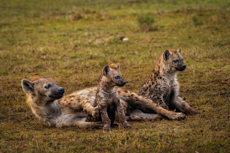 076 Masai Mara, gevlekte hyena.jpg